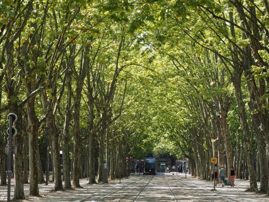波爾多城內景色亦很優美，包括這條綠色的林蔭路。