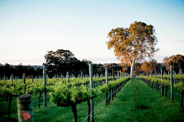 位於南澳麥克拉倫谷（McLaren Vale）地區的Yangarra，是擁有有機和生物動力農法認證的葡萄園酒莊。