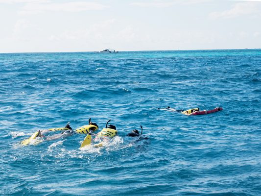 浮潛時有機會看見大海龜、鯨鯊或魔鬼魚。