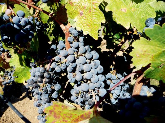 Jeannie 笑言，葡萄酒可以探索的領域有很多，如葡萄的品種、葡萄園的土釀、盛酒的木桶等，將每個元素加起來，便變成為獨一無二的佳釀。